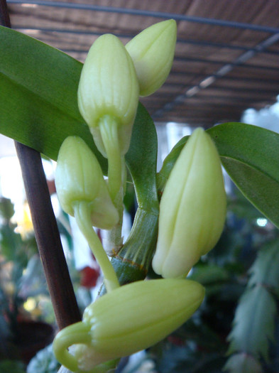 Dendrobium Nobile - Dendrobium