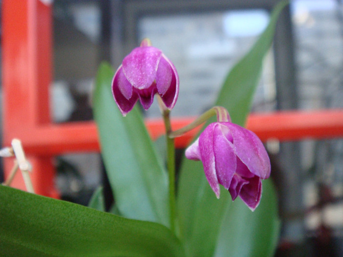 Dendrobium Berry Oda - Dendrobium