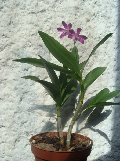 Dendrobium Berry Oda - Dendrobium