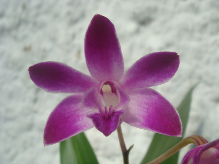 DSC00101 - Dendrobium