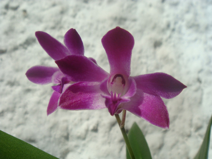 DSC00102 - Dendrobium