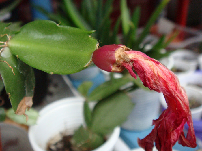 DSC00050 - Schlumbergera