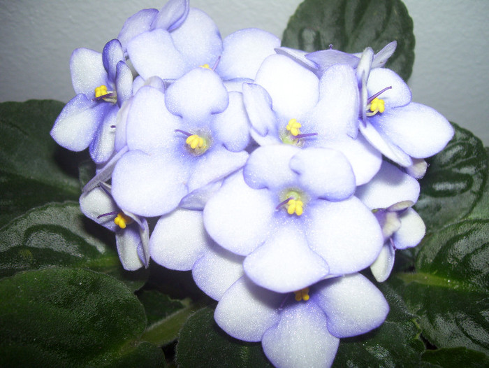  - violete 2012