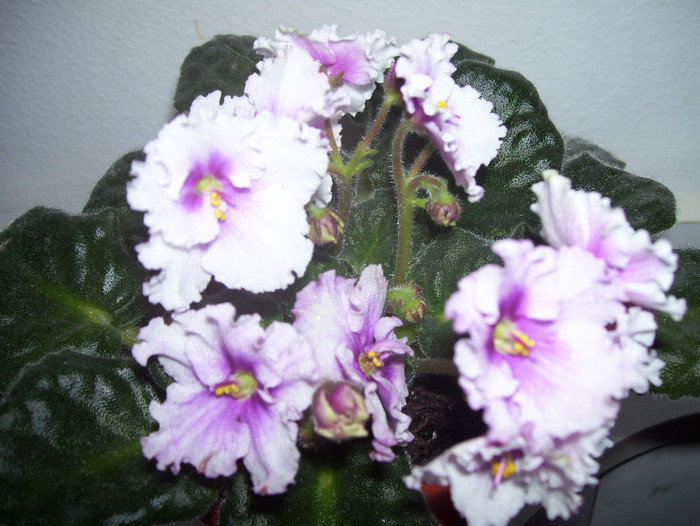  - violete 2012