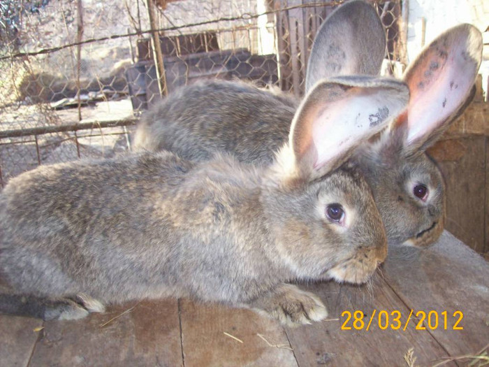 Picture 007 - POZE  IEPURI  MARTIE  2012 SPER SA VA PLACA