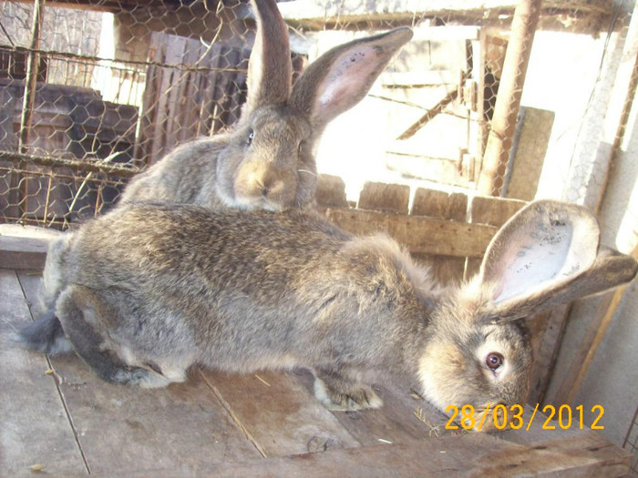 Picture 008 - POZE  IEPURI  MARTIE  2012 SPER SA VA PLACA