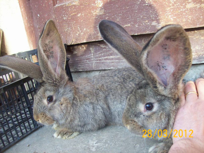 Picture 014 - POZE  IEPURI  MARTIE  2012 SPER SA VA PLACA