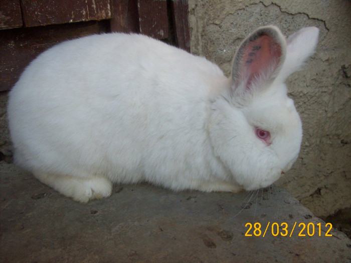 MASCUL 3 LUNI - POZE  IEPURI  MARTIE  2012 SPER SA VA PLACA