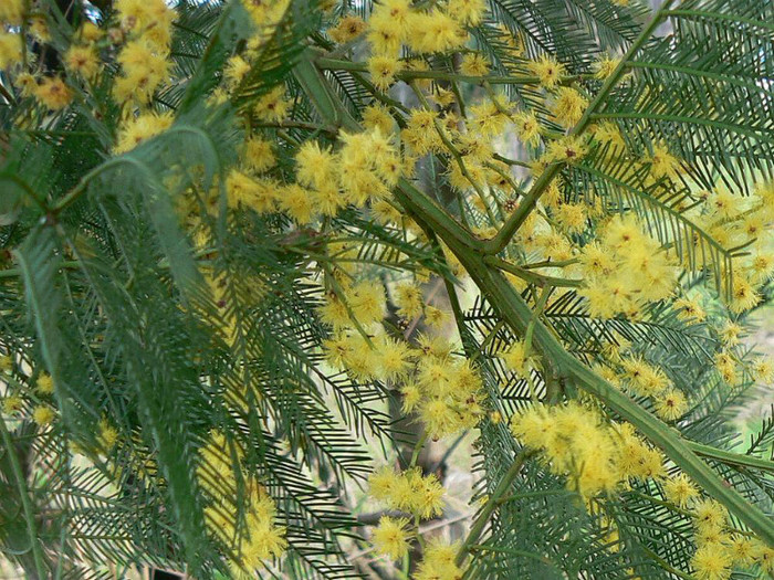 acacia poza 1