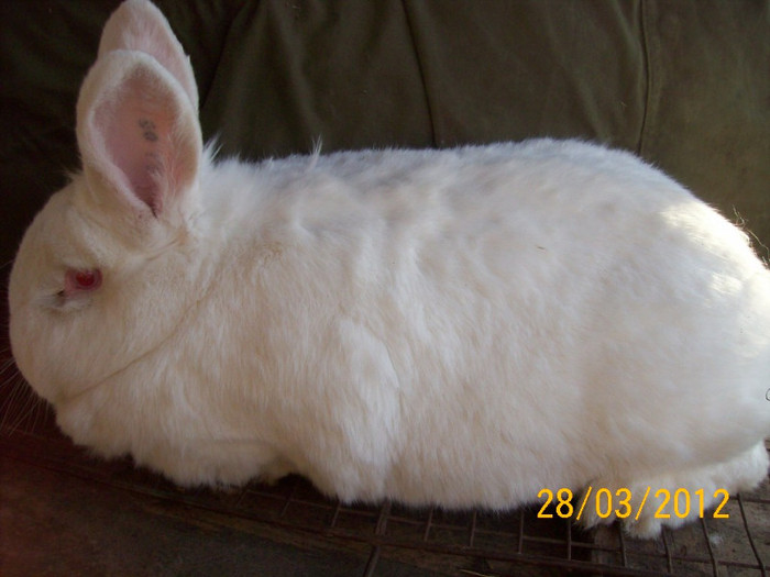 Picture 038 - POZE  IEPURI  MARTIE  2012 SPER SA VA PLACA