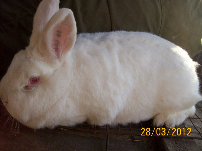 Picture 039 - POZE  IEPURI  MARTIE  2012 SPER SA VA PLACA