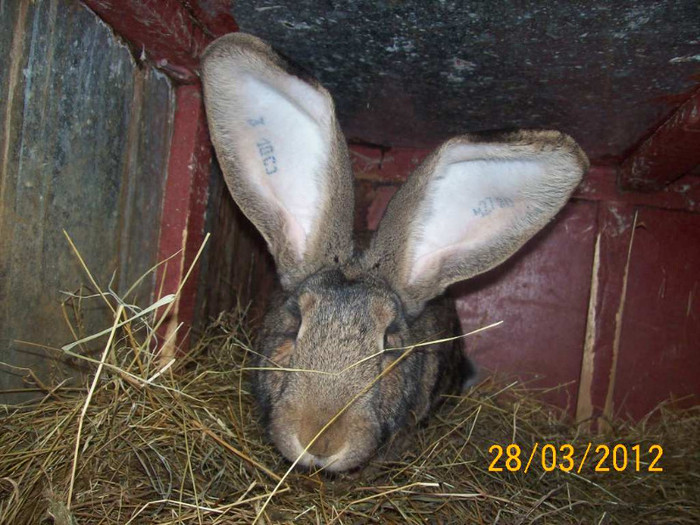 Picture 040 - POZE  IEPURI  MARTIE  2012 SPER SA VA PLACA