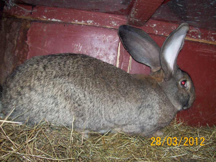 Picture 041 - POZE  IEPURI  MARTIE  2012 SPER SA VA PLACA