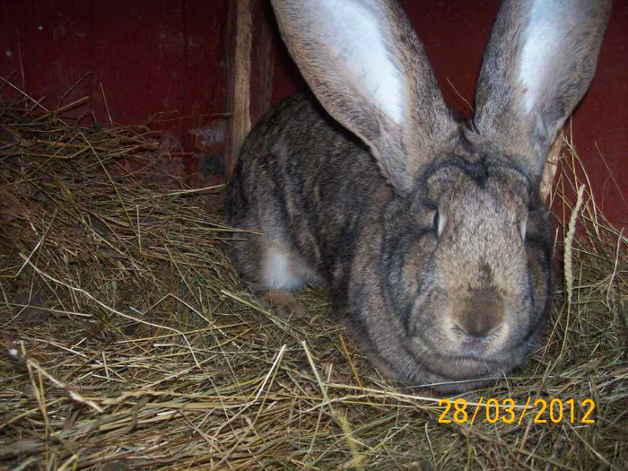 Picture 042 - POZE  IEPURI  MARTIE  2012 SPER SA VA PLACA