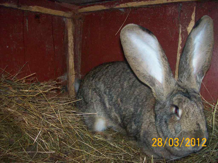 Picture 043 - POZE  IEPURI  MARTIE  2012 SPER SA VA PLACA