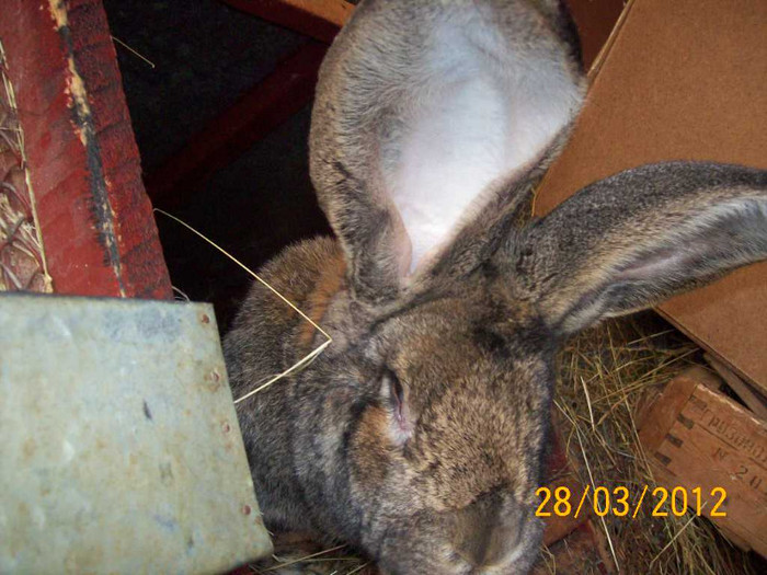 Picture 045 - POZE  IEPURI  MARTIE  2012 SPER SA VA PLACA