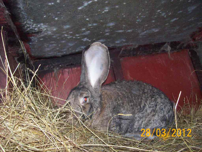 Picture 046 - POZE  IEPURI  MARTIE  2012 SPER SA VA PLACA