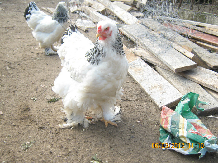 Picture 1083; brahma herminat deschis
