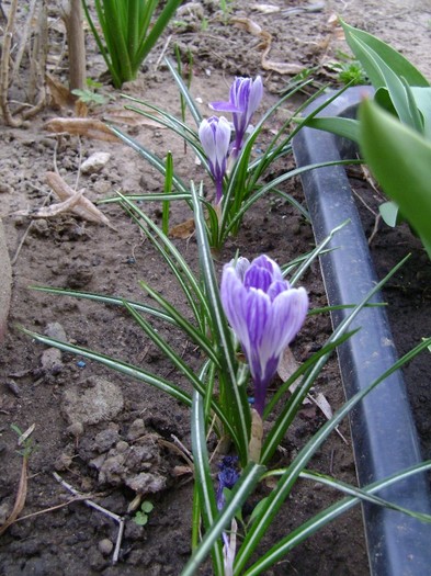 DSC04424 - a__primavara 2012