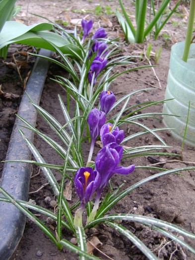 DSC04426 - a__primavara 2012