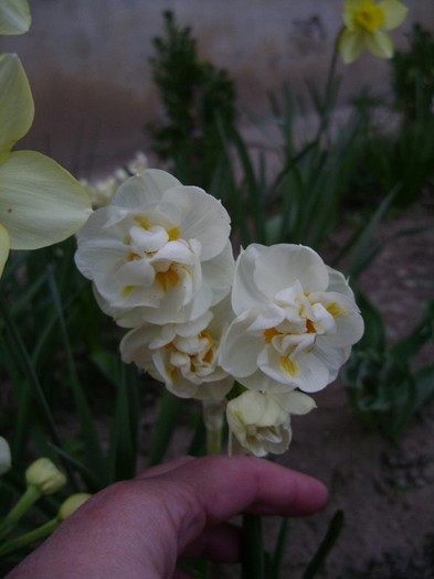 DSC04428 - a__primavara 2012