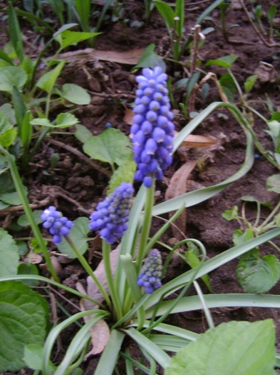 DSC04429 - a__primavara 2012