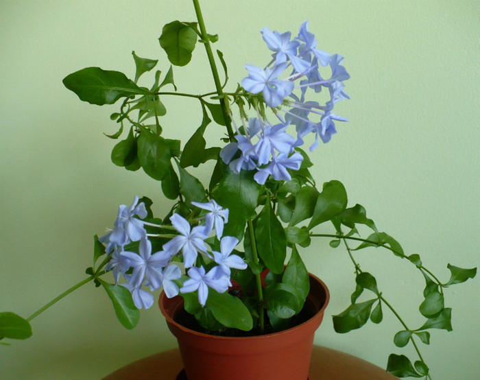 martie 2012 - Plumbago 2012 -2013