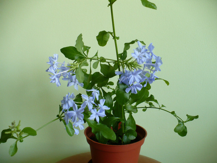 P1370640 - Plumbago 2012 -2013