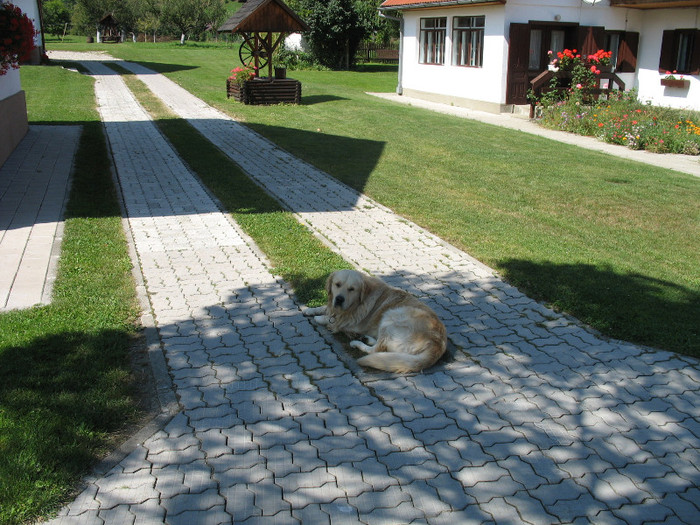 Duk la umbra - Toti cainii curtii care au fost si inca mai sunt