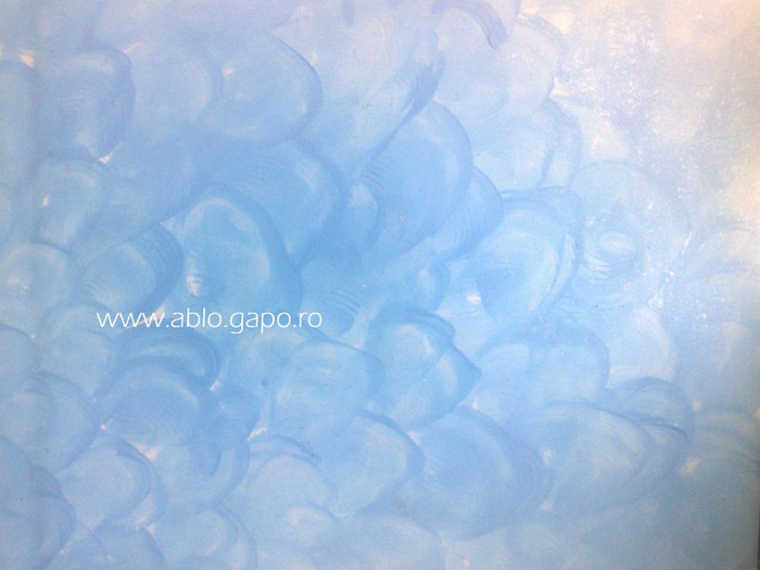 Zugraveala_decorativa_14