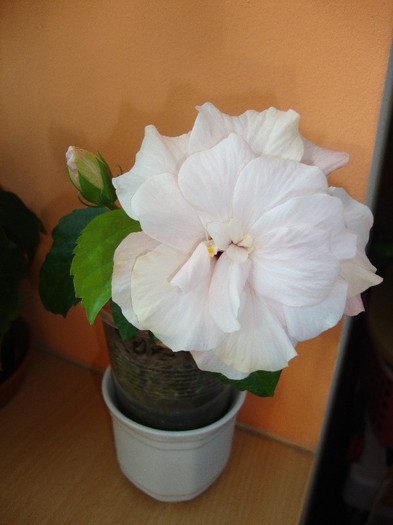  - hibiscusi