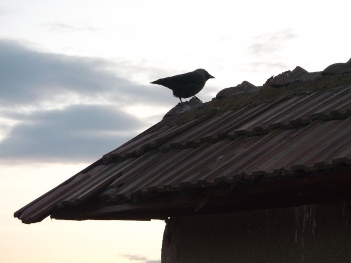 DE MINE NU SCAPATI USOR - FERMA LUI NENEA TONY