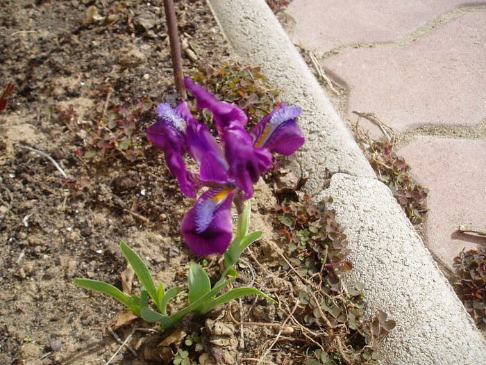 P1010181 - Primavara