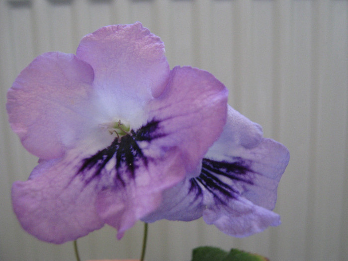 ziua a 5 a - streptocarpus DS Mirazh  -Dimetris