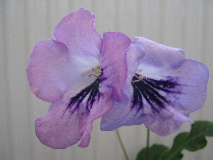 miroase tareeee floarea deschisa azi - streptocarpus DS Mirazh  -Dimetris