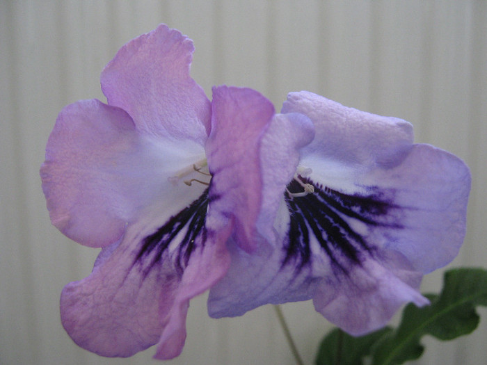 minunataaaa - streptocarpus DS Mirazh  -Dimetris