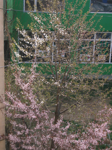 poze 2537 - a sosit primavara