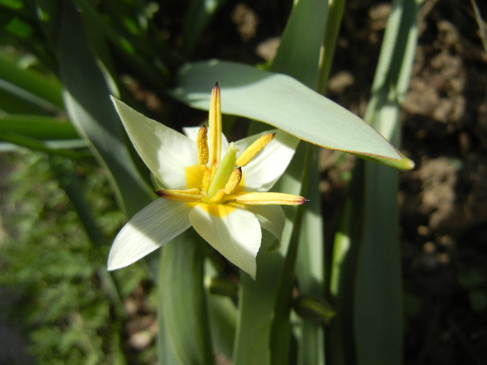 Tulipa Turkestanica (2012, March 29)
