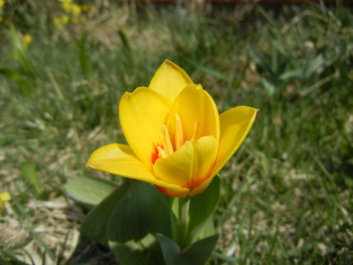 Tulipa Stresa (2012, March 29) - Tulipa Stresa