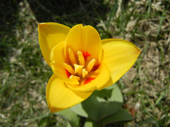 Tulipa Stresa (2012, March 29) - Tulipa Stresa