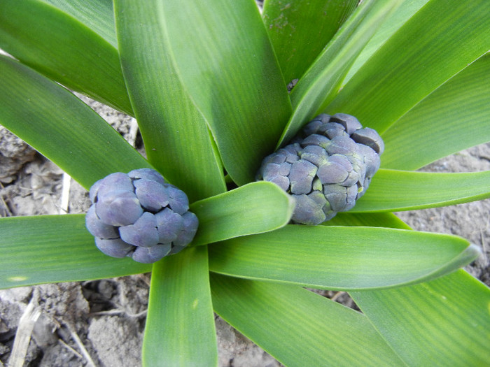Blue Hyacinths_Zambile (2012, Mar.28) Blue Hyacinths_Zambile (2012, Mar.28)