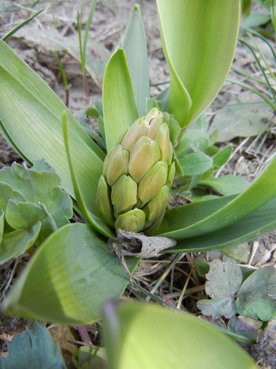 Hyacinthus_Zambila (2012, March 28) Hyacinthus_Zambila (2012, March 28)