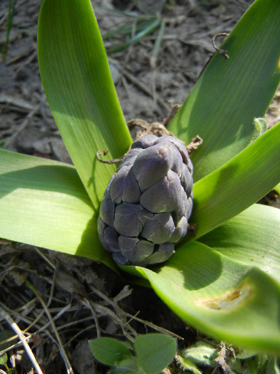 Blue Hyacinth_Zambila (2012, Mar.28) Blue Hyacinth_Zambila (2012, Mar.28)