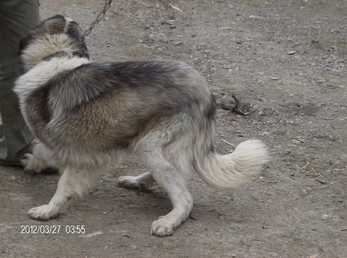 HPIM2425 - caini ciobanesc carpatin de paza de vanzare