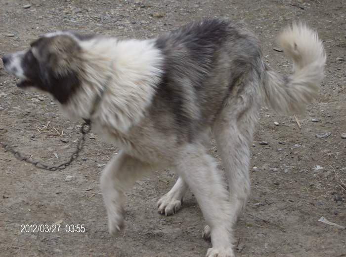 HPIM2426 - caini ciobanesc carpatin de paza de vanzare