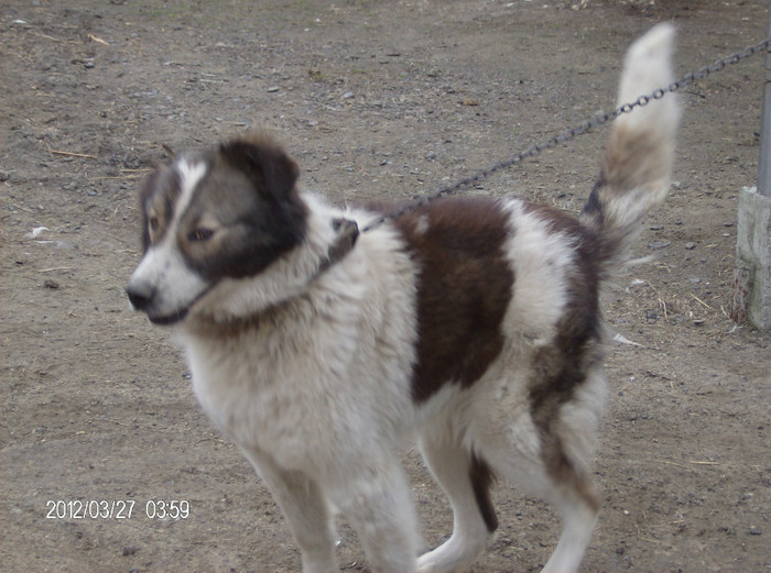 HPIM2427 - caini ciobanesc carpatin de paza de vanzare