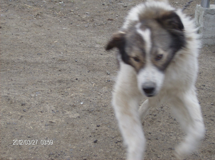 HPIM2428 - caini ciobanesc carpatin de paza de vanzare