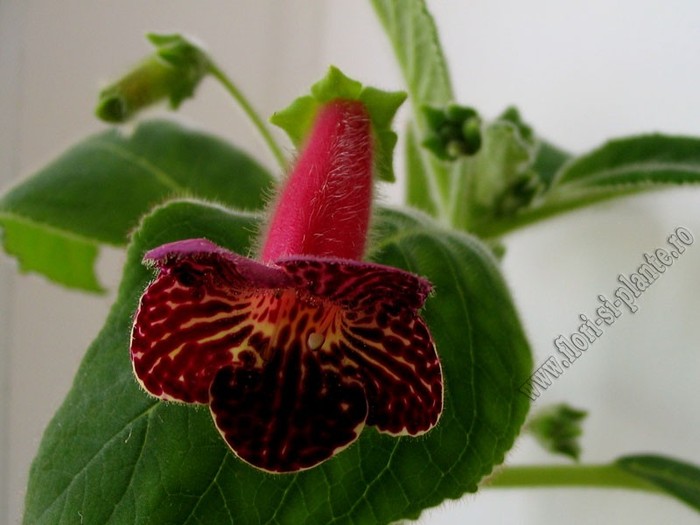 NEW -Kohleria Alida - KOHLERIA II