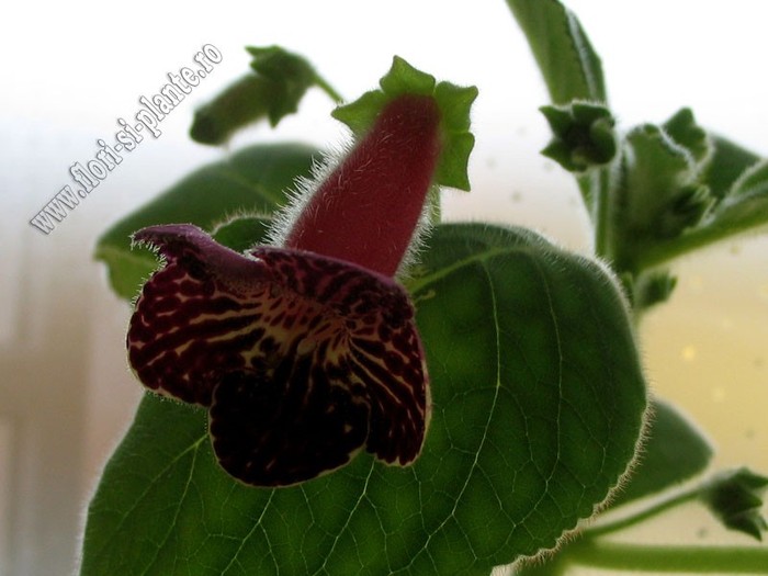 NEW - Kohleria Alida; 2012
