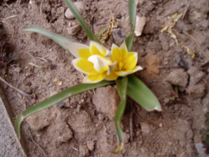 P1010190 - Primavara